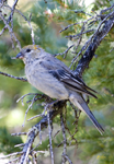 Pine Grosbeak